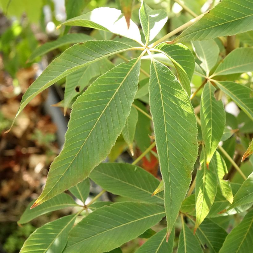 Aesculus glabra Herkenrode - Ohio-Rosskastanie (Laub)