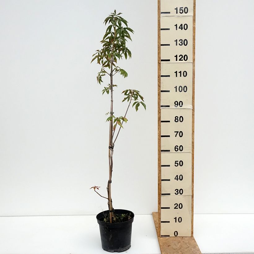 Exemplar von Aesculus glabra Herkenrode - Ohio-Rosskastanie Topf mit 7,5L/10L wie im Sommer geliefert