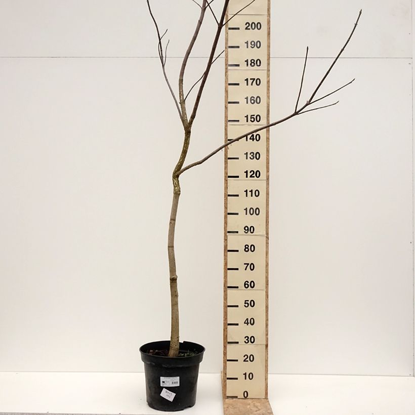 Exemplar von Aesculus glabra October Red - Ohio-Rosskastanie Topf mit 20L/25L wie im Winter geliefert