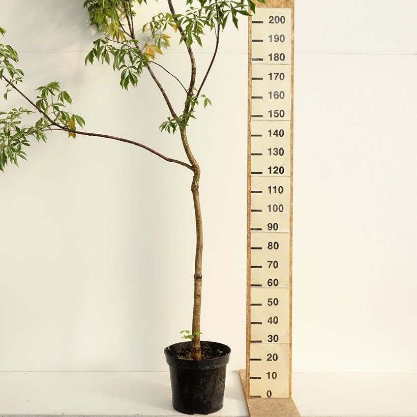 Exemplar von Aesculus glabra October Red - Ohio-Rosskastanie Topf mit 20L/25L, Stamm wie im Frühjahr geliefert