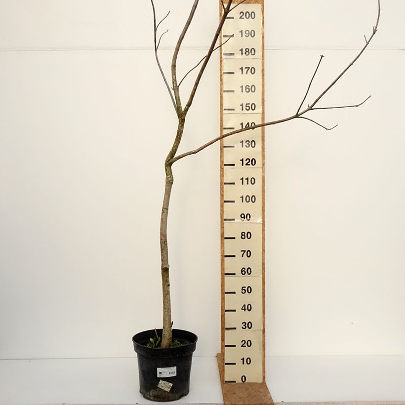 Exemplar von Aesculus glabra October Red - Ohio-Rosskastanie Topf mit 20L/25L, Stamm wie im Herbst geliefert