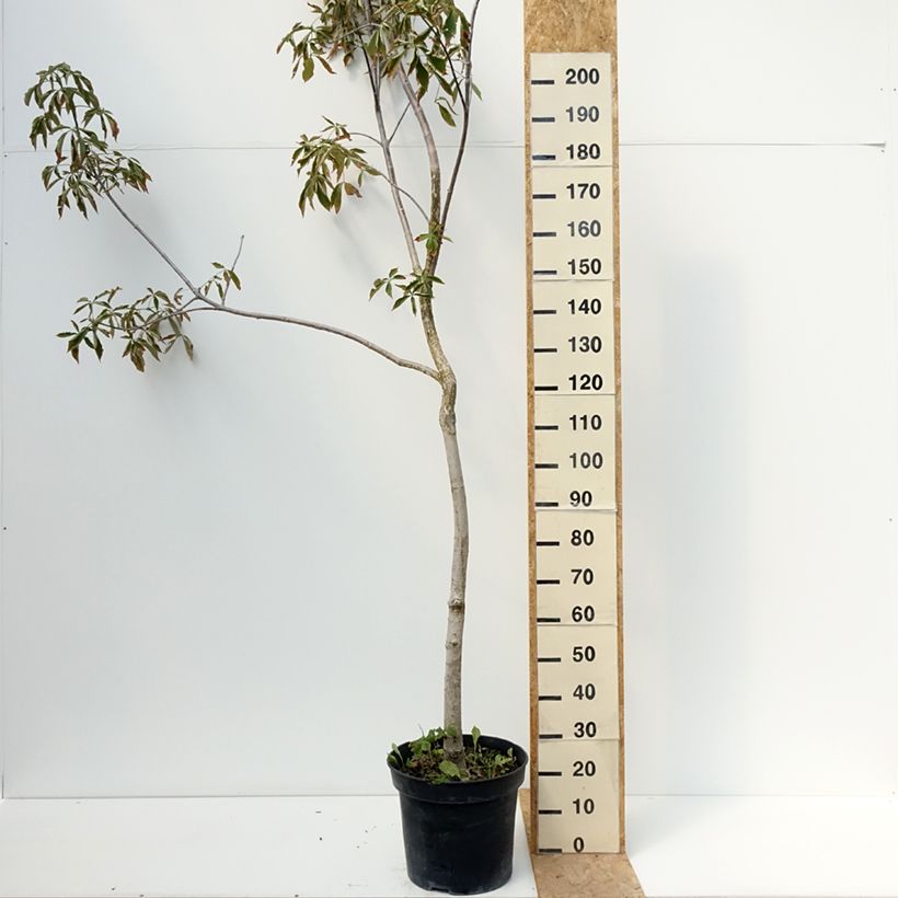 Exemplar von Aesculus glabra October Red - Ohio-Rosskastanie Topf mit 20L/25L wie im Sommer geliefert