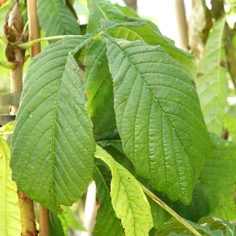 Gewöhnliche Rosskastanie Hampton Court Gold - Aesculus hippocastanum (Laub)