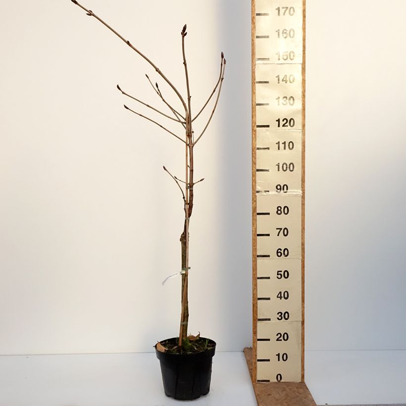 Exemplar von Gewöhnliche Rosskastanie Hampton Court Gold - Aesculus hippocastanum Topf mit 4L/5L wie im Herbst geliefert