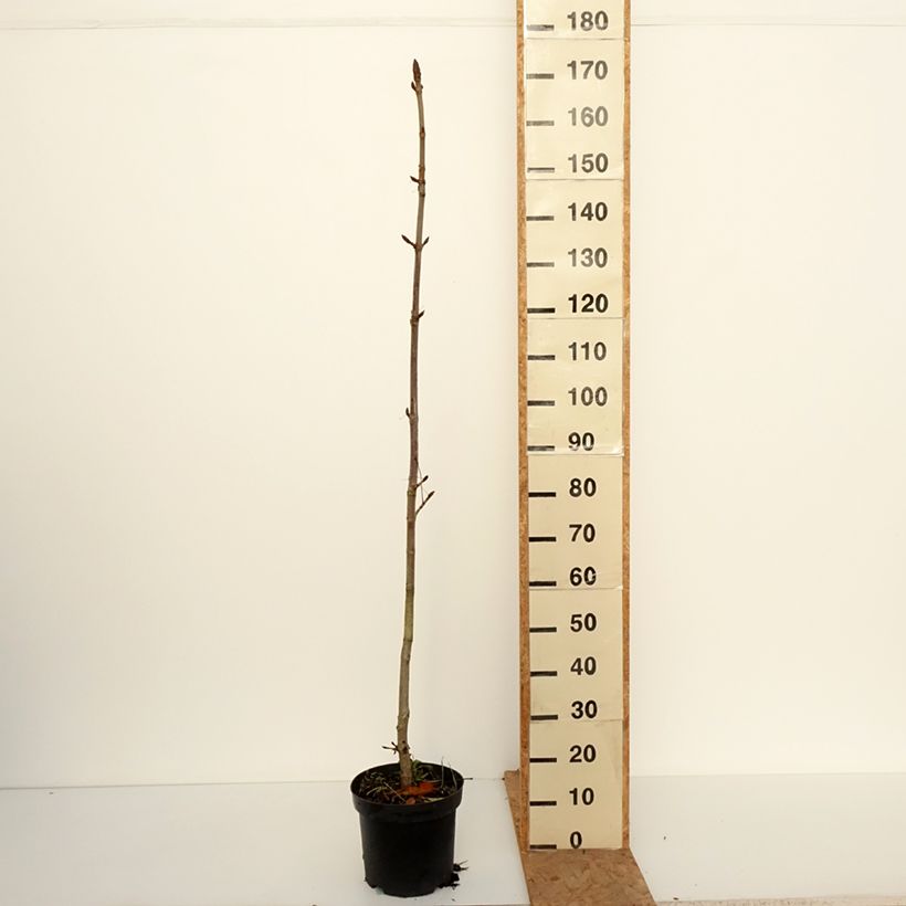 Exemplar von Gewöhnliche Rosskastanie Memmingeri - Aesculus hippocastanum Topf mit 4L/5L wie im Herbst geliefert