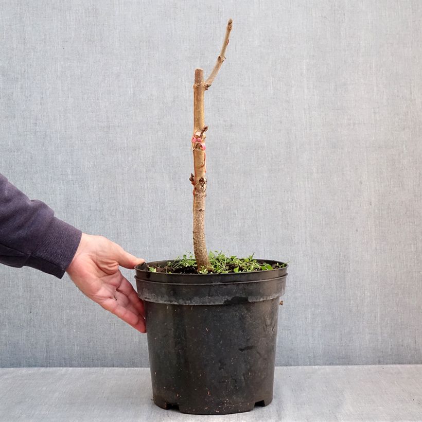 Exemplar von Indische Rosskastanie Sydney Pearce - Aesculus indica Topf mit 7,5L/10L wie im Herbst geliefert