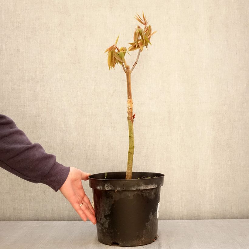 Exemplar von Indische Rosskastanie Sydney Pearce - Aesculus indica Topf mit 7,5L/10L wie im Frühjahr geliefert