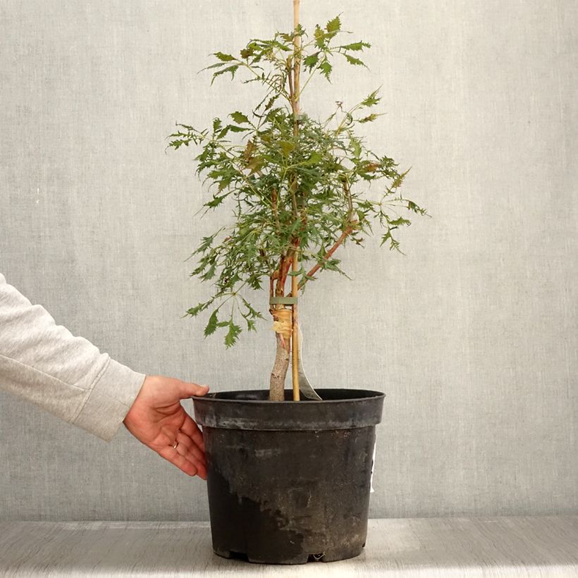 Exemplar von Gewöhnliche Rosskastanie Laciniata - Aesculus hippocastanum Topf mit 7,5L/10L wie im Herbst geliefert