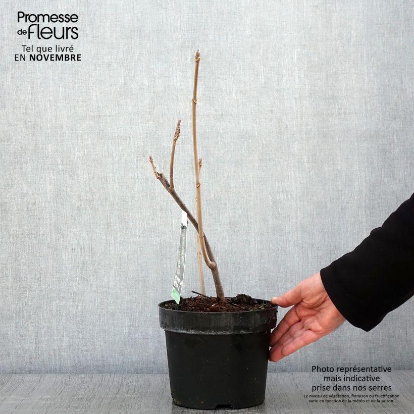 Exemplar von Strauchkastanie - Aesculus parviflora Topf mit 2L/3L wie im Herbst geliefert