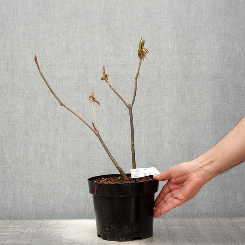 Exemplar von Strauchkastanie - Aesculus parviflora Topf mit 2L/3L wie im Frühjahr geliefert