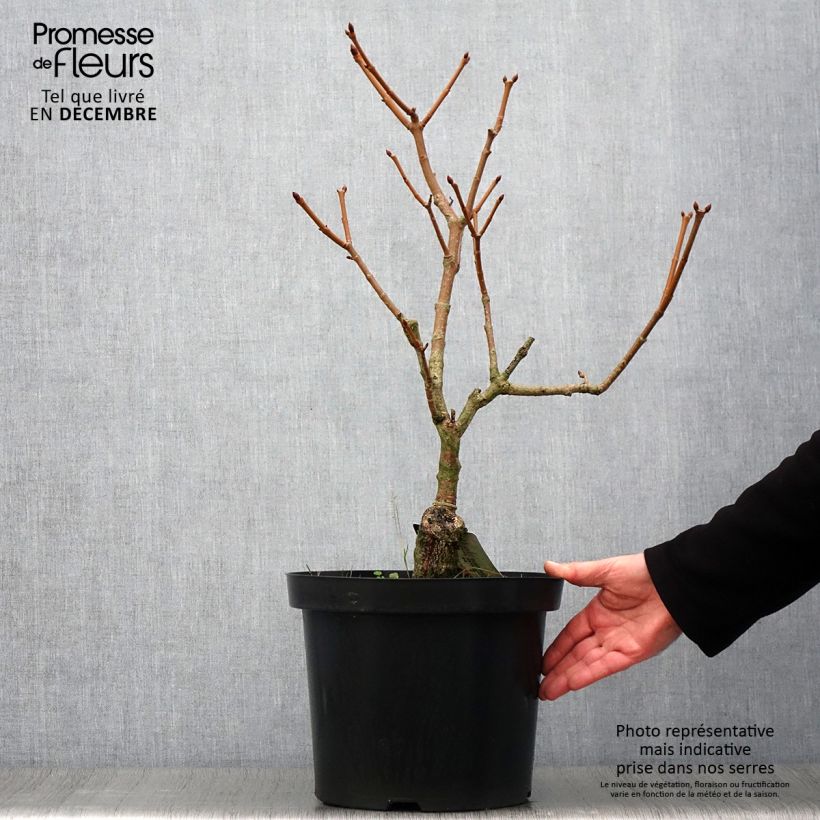 Exemplar von Gelbrote Pavie Koehnei - Aesculus pavia var. discolor Topf mit 7,5L/10L wie im Herbst geliefert