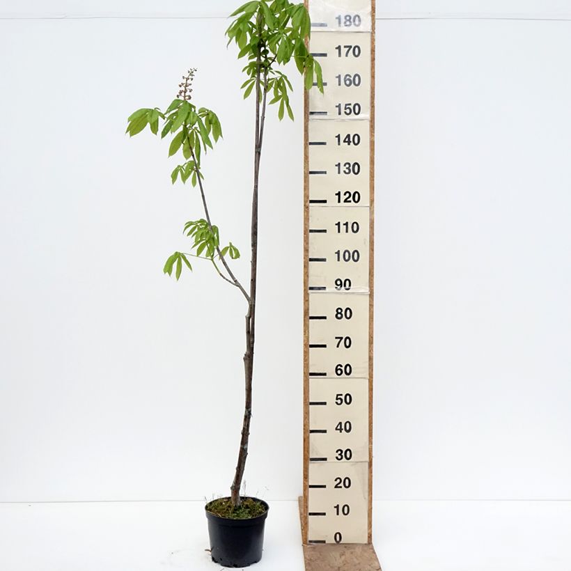 Exemplar von Aesculus x bushii  - Rosskastanie Topf mit 7,5L/10L, Stamm wie im Frühjahr geliefert