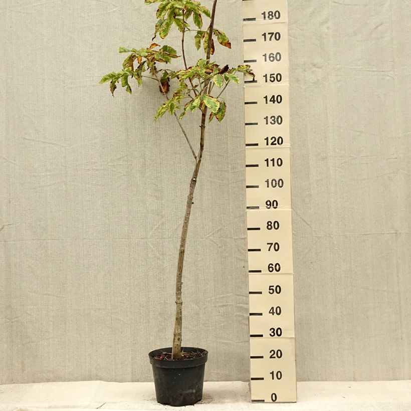 Exemplar von Rote Kastanie Marginata - Aesculus carnea Topf mit 7,5L/10L wie im Sommer geliefert