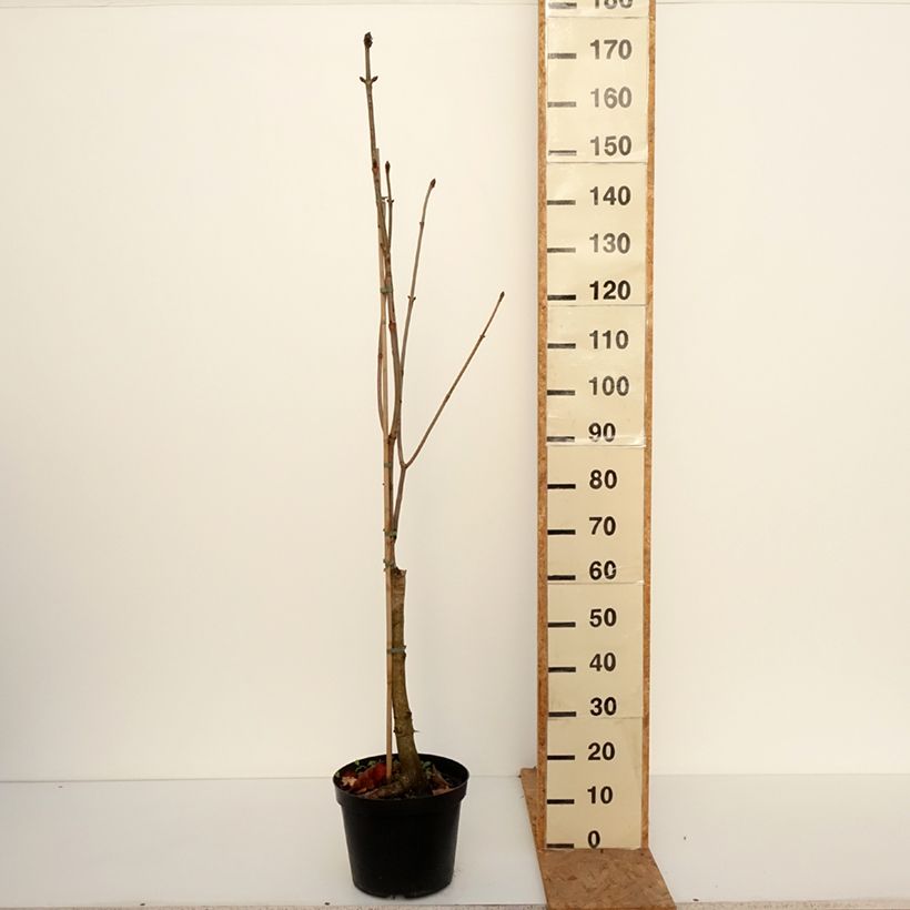 Exemplar von Aesculus x carnea Plantierensis - Fleischrote Rosskastanie Topf mit 7,5L/10L wie im Herbst geliefert
