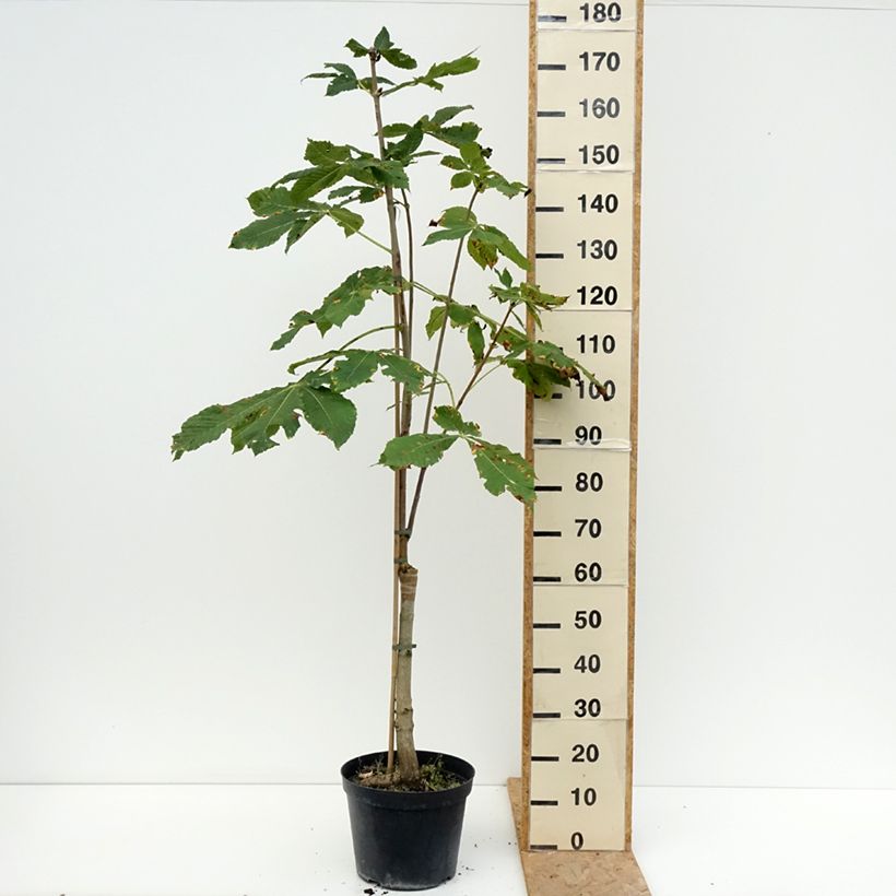 Exemplar von Aesculus x carnea Plantierensis - Fleischrote Rosskastanie Topf mit 7,5L/10L wie im Sommer geliefert