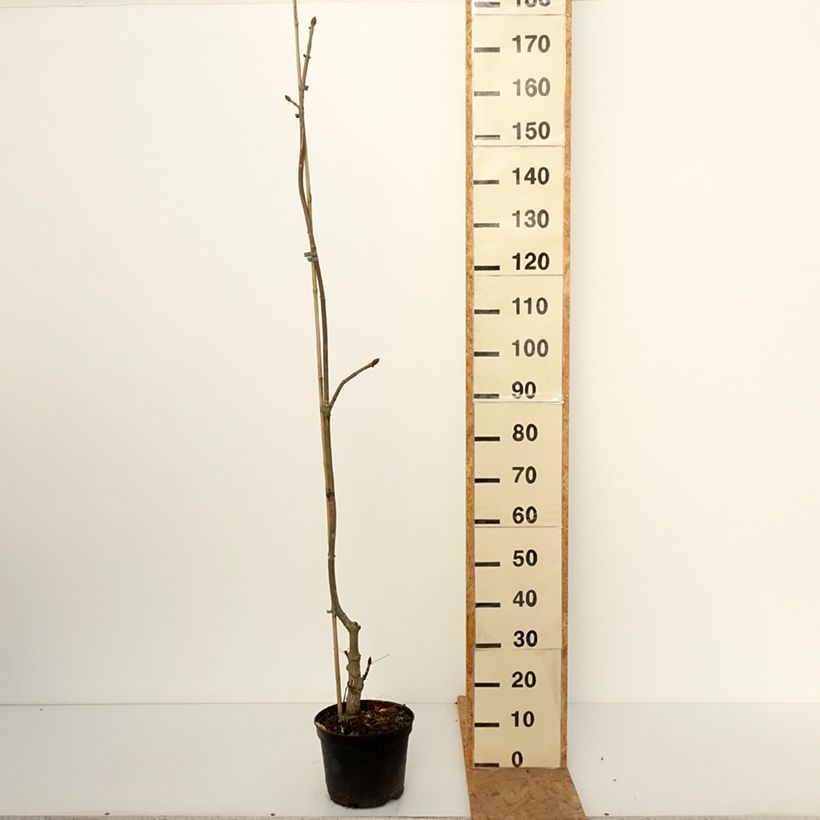 Exemplar von Aesculus hippocastanum flava - Carolina-Rosskastanie Topf mit 4L/5L wie im Herbst geliefert