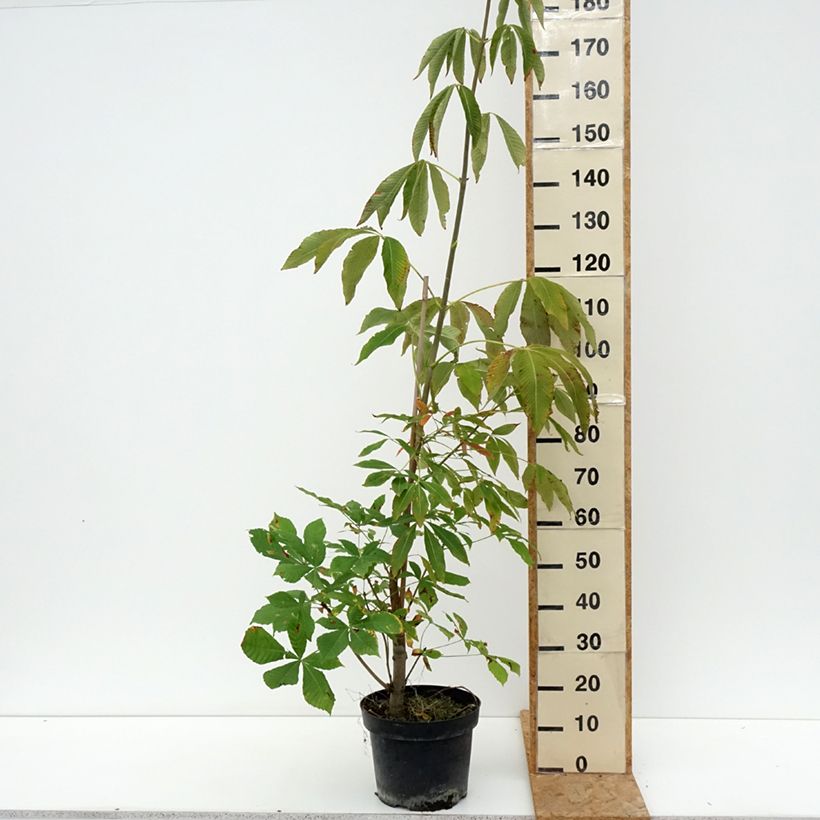 Exemplar von Aesculus glaucescens - Rosskastanie Topf mit 7,5L/10L wie im Sommer geliefert