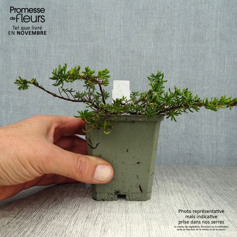 Exemplar von Aethionema armenum Warley Ruber - Steintäschel Kleine Töpfe von 8/9 cm wie im Herbst geliefert