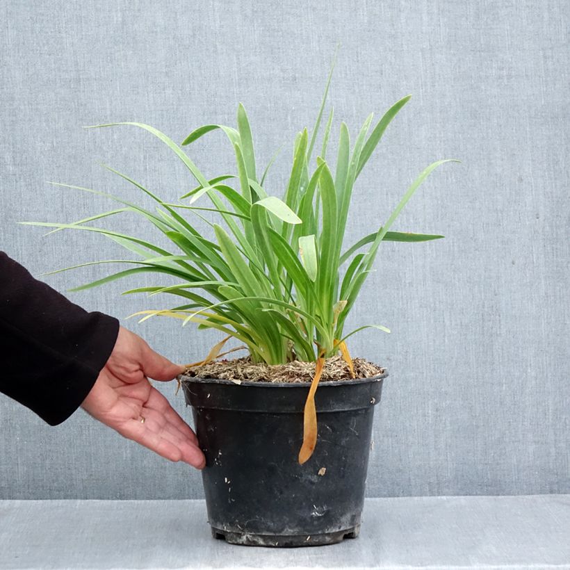 Exemplar von Agapanthus umbellatus Albus - Schmucklilie Topf mit 4L/5L wie im Herbst geliefert