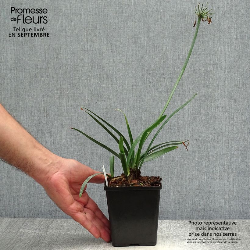 Exemplar von Agapanthus Black Buddhist - Schmucklilie Kleine Töpfe von 8/9 cm wie im Herbst geliefert