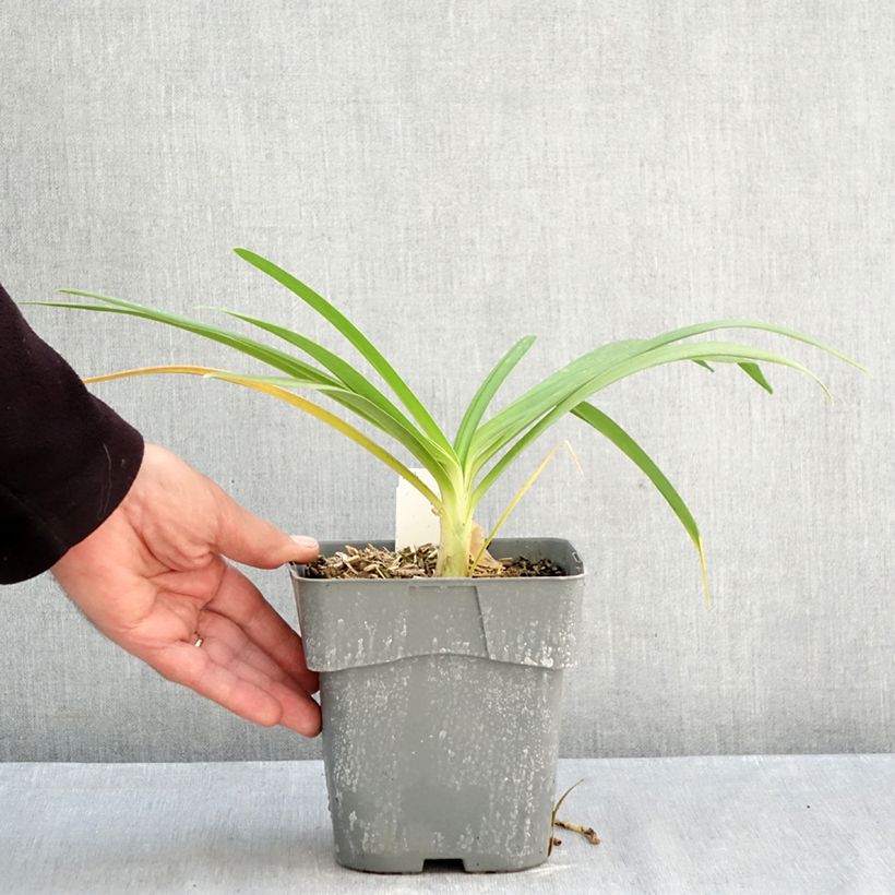 Exemplar von Agapanthus Black Jack - Schmucklilie Topf mit 1,5L/2L wie im Herbst geliefert