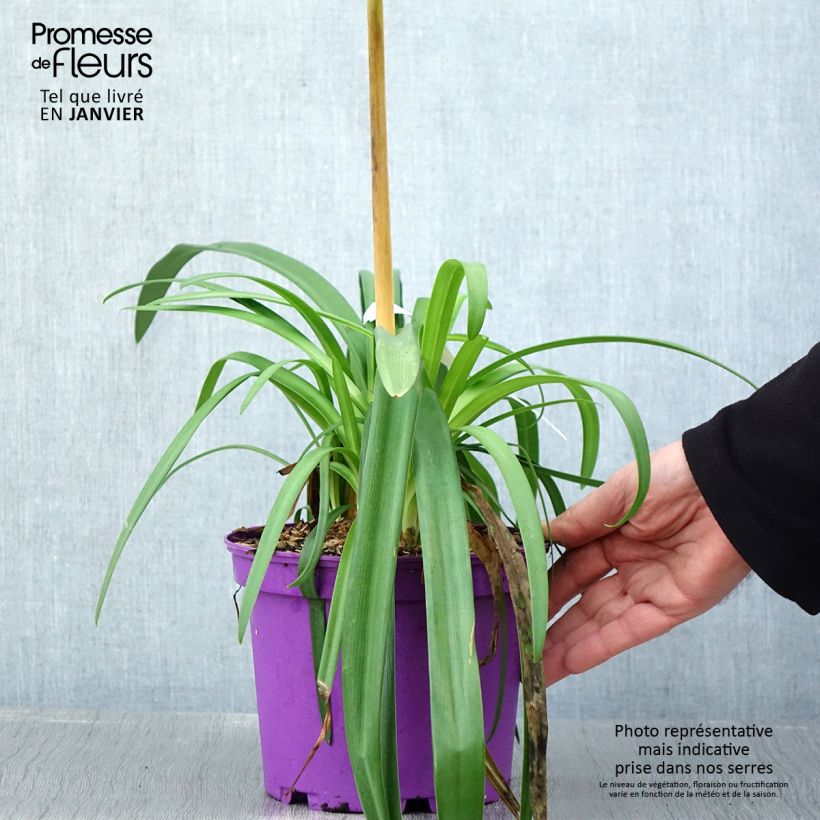 Exemplar von Agapanthus Black Jack - Schmucklilie Topf mit 1,5L/2L wie im Winter geliefert
