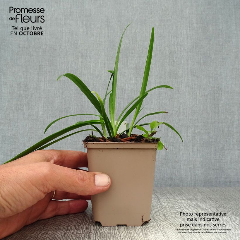 Exemplar von Agapanthus inapertus subsp. pendulus Black Magic - Schmucklilie Kleine Töpfe von 8/9 cm wie im Herbst geliefert