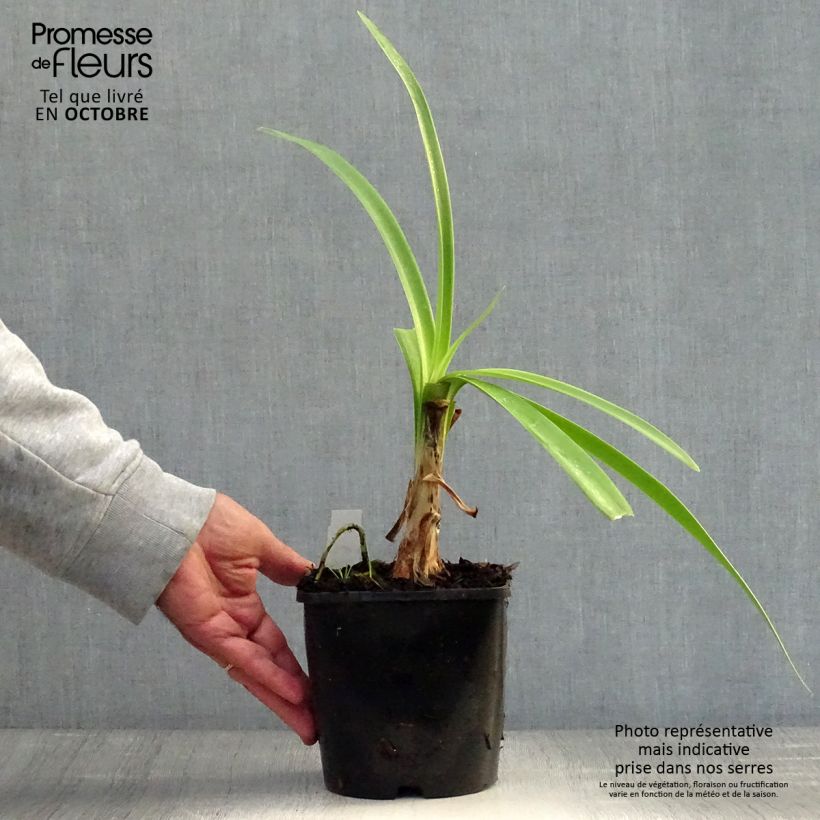 Exemplar von Agapanthus inapertus subsp. pendulus Black Magic - Schmucklilie Topf mit 2L/3L wie im Herbst geliefert