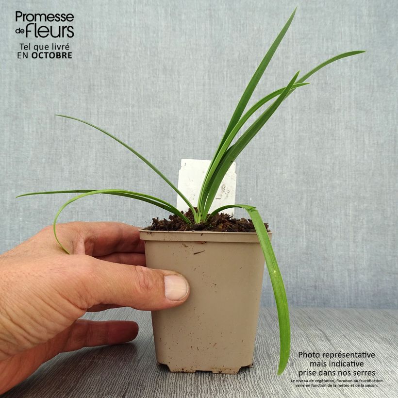 Exemplar von Agapanthus Black Pantha - Schmucklilie Kleine Töpfe von 8/9 cm wie im Herbst geliefert