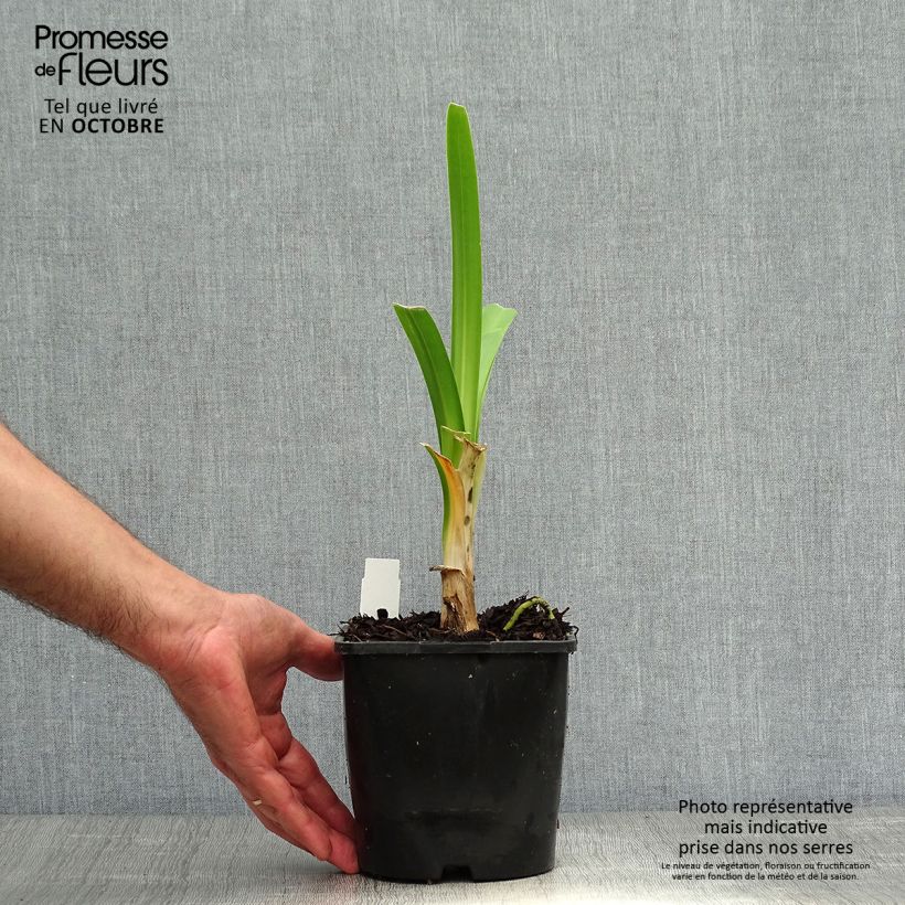 Exemplar von Agapanthus Black Pantha - Schmucklilie Topf mit 2L/3L wie im Herbst geliefert