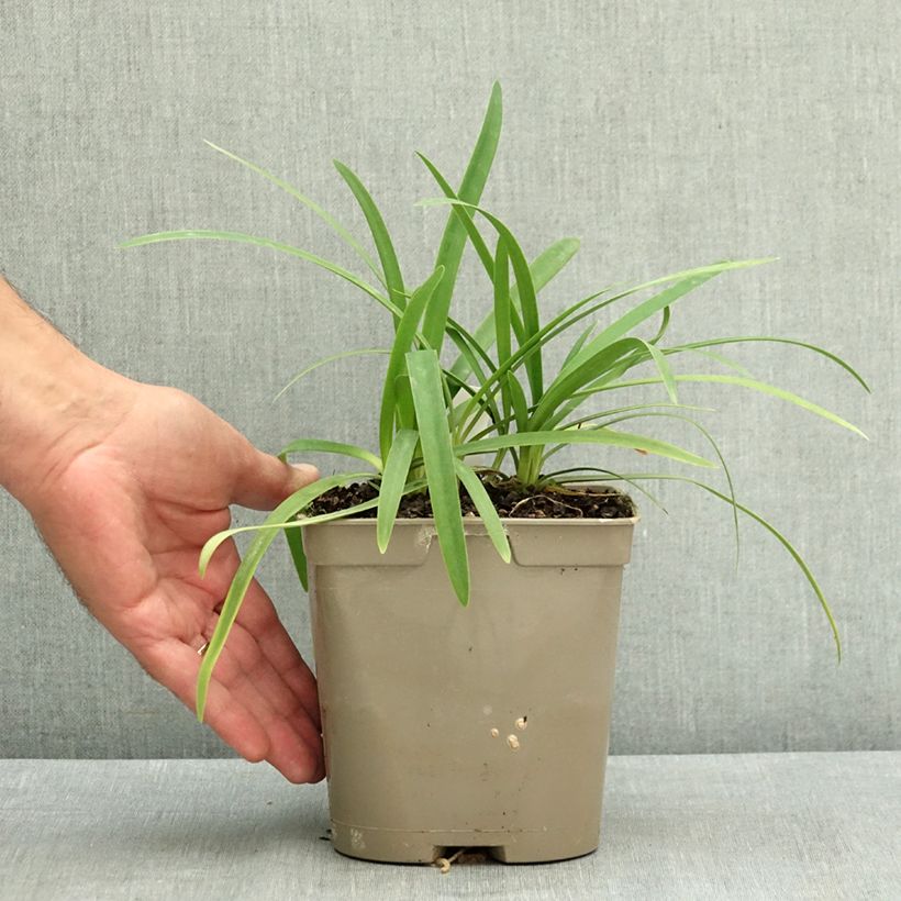Exemplar von Agapanthus Blue Baby - Schmucklilie Topf mit 2L/3L wie im Sommer geliefert