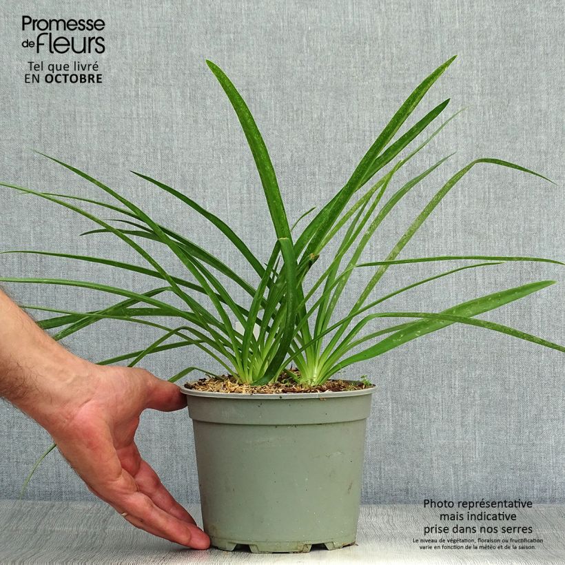 Exemplar von Agapanthus Blue Heaven - Schmucklilie Topf mit 2L/3L wie im Herbst geliefert