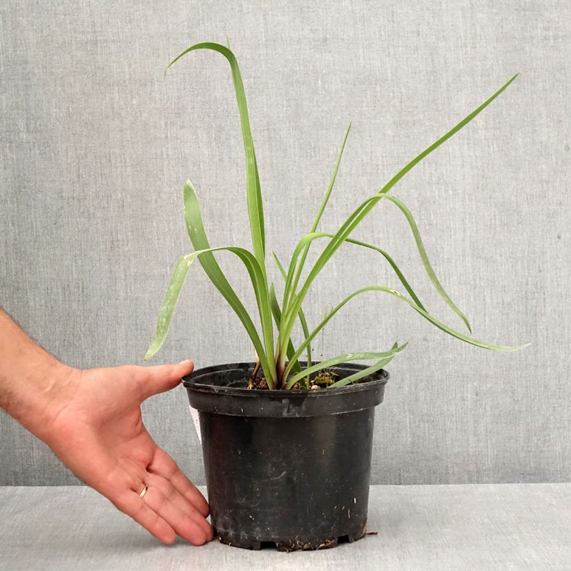 Exemplar von Agapanthus Blue Infinity - Schmucklilie Topf mit 2L/3L wie im Herbst geliefert