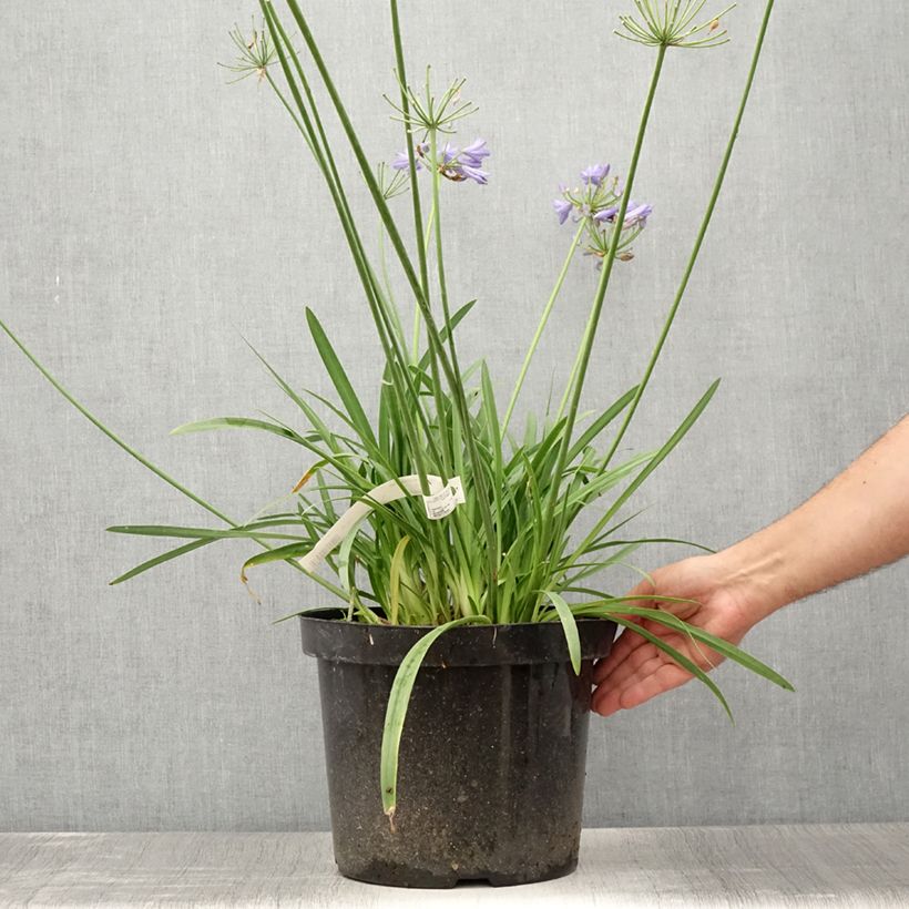 Exemplar von Agapanthus Bluestorm - Schmucklilie Topf mit 7,5L/10L wie im Sommer geliefert