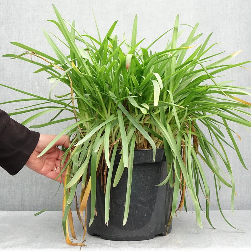 Exemplar von Agapanthus Bluestorm - Schmucklilie Topf mit 7,5L/10L wie im Frühjahr geliefert