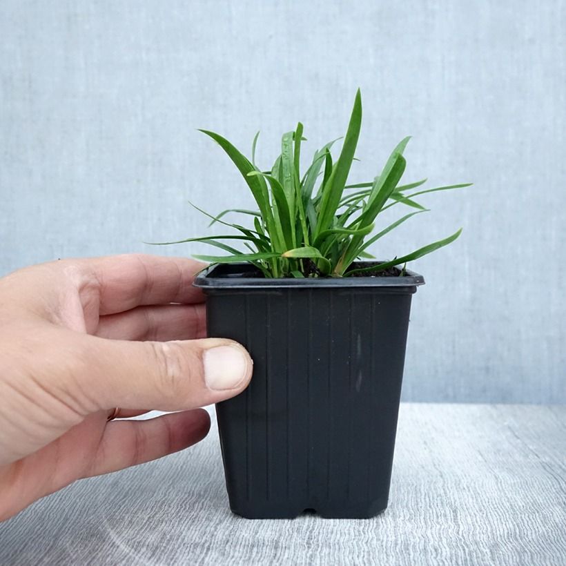 Exemplar von Agapanthus  Blush Pink - Schmucklilie Kleine Töpfe von 8/9 cm wie im Herbst geliefert