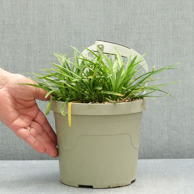Exemplar von Agapanthus  Blush Pink - Schmucklilie Topf mit 3L/4L wie im Frühjahr geliefert
