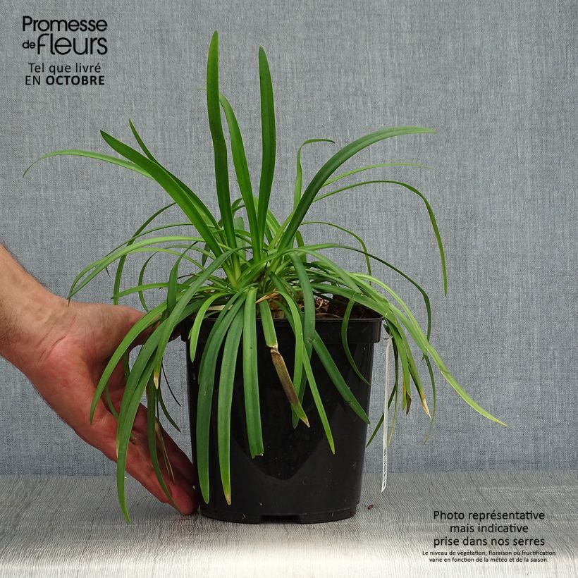 Exemplar von Agapanthus Brilliant Blue - Schmucklilie Topf mit 2L/3L wie im Herbst geliefert