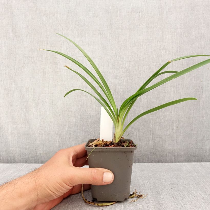 Exemplar von Agapanthus campanulatus var albidus - Schmucklilie Kleine Töpfe von 8/9 cm wie im Herbst geliefert
