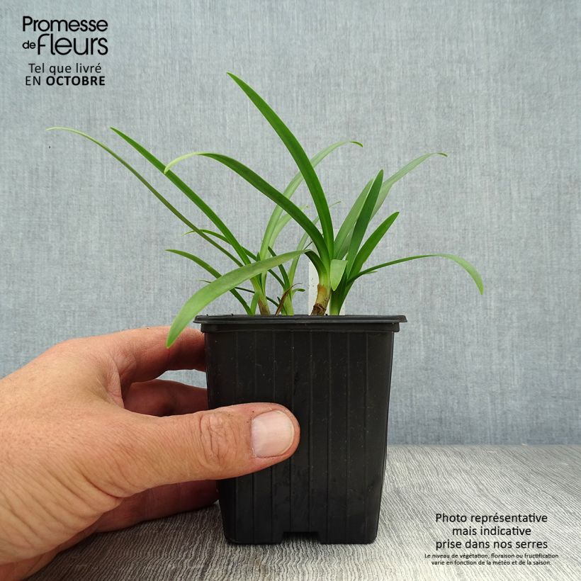 Exemplar von Agapanthus Charlotte - Schmucklilie Kleine Töpfe von 8/9 cm wie im Herbst geliefert
