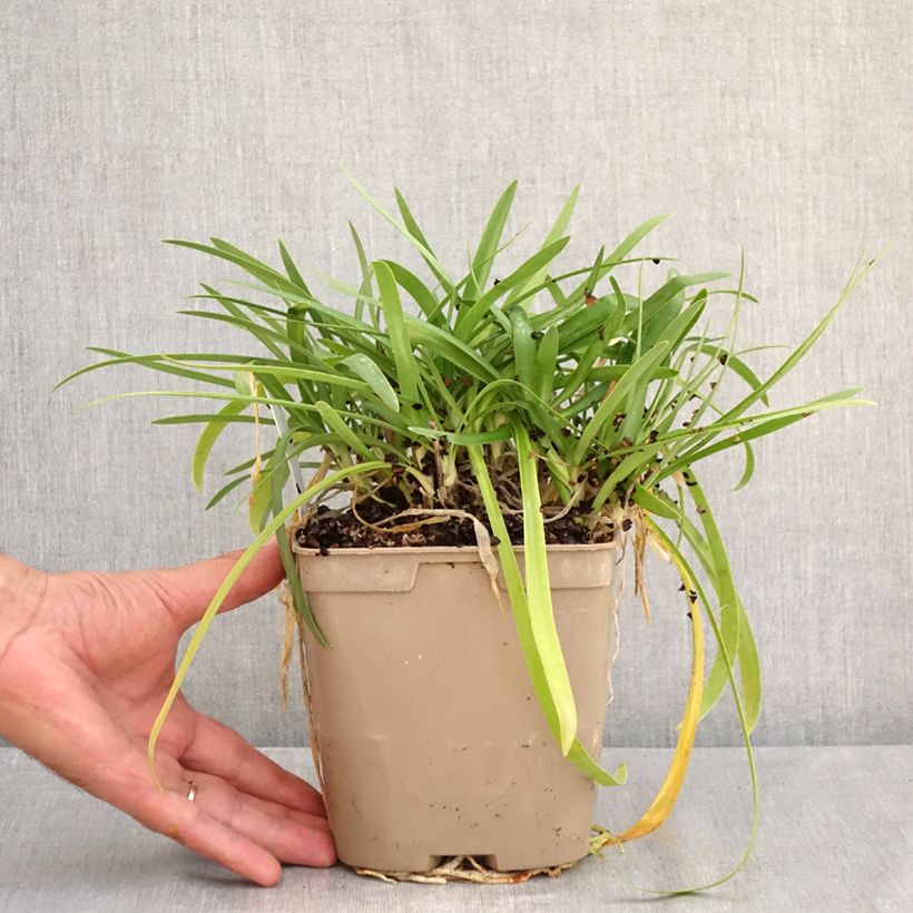 Exemplar von Agapanthus Charlotte - Schmucklilie Topf mit 2L/3L wie im Sommer geliefert