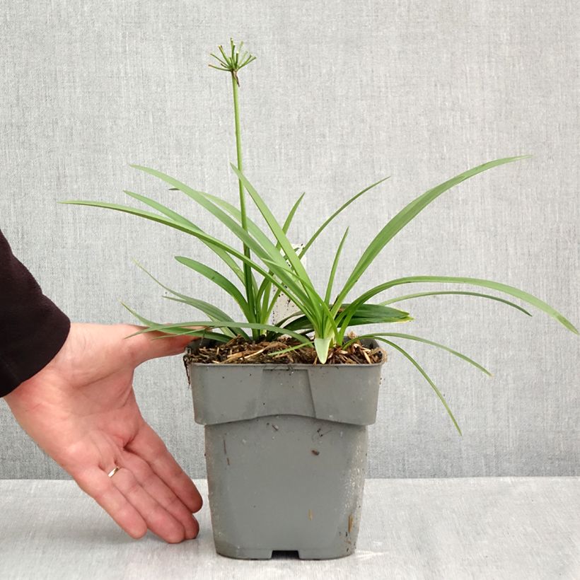 Exemplar von Agapanthus Charlotte - Schmucklilie Topf mit 2L/3L wie im Herbst geliefert