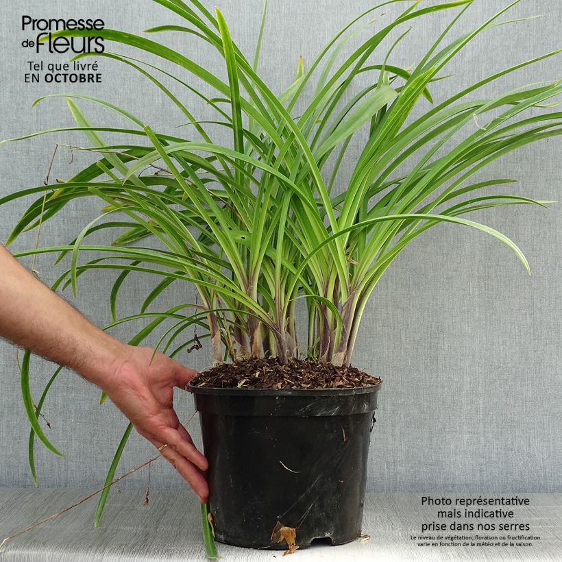 Exemplar von Agapanthus Docteur Brouwer - Schmucklilie Topf mit 4L/5L wie im Herbst geliefert