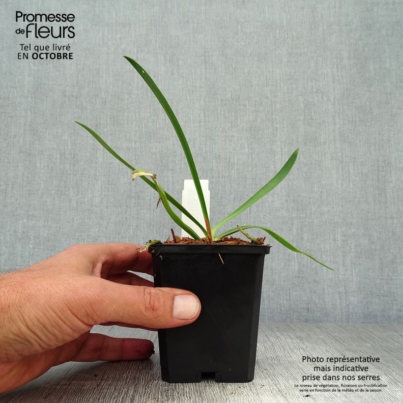 Exemplar von Agapanthus Donau - Schmucklilie Kleine Töpfe von 8/9 cm wie im Herbst geliefert
