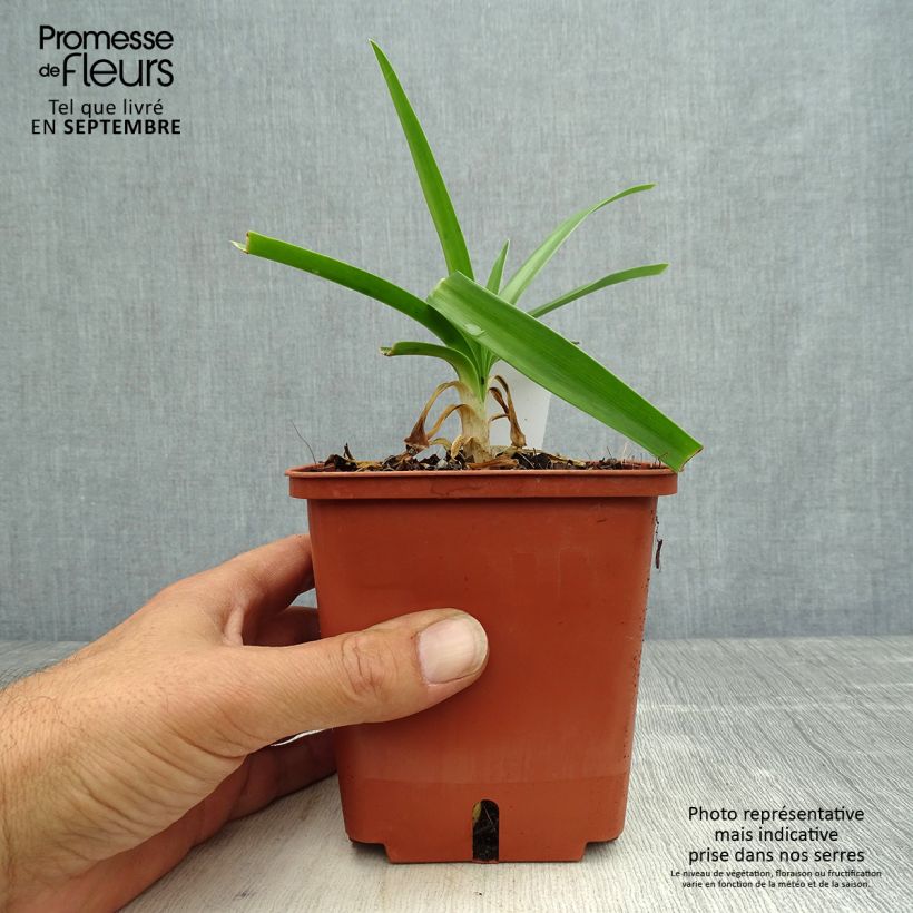 Exemplar von Agapanthus Enigma - Schmucklilie Topf mit 1L/1,5L wie im Herbst geliefert