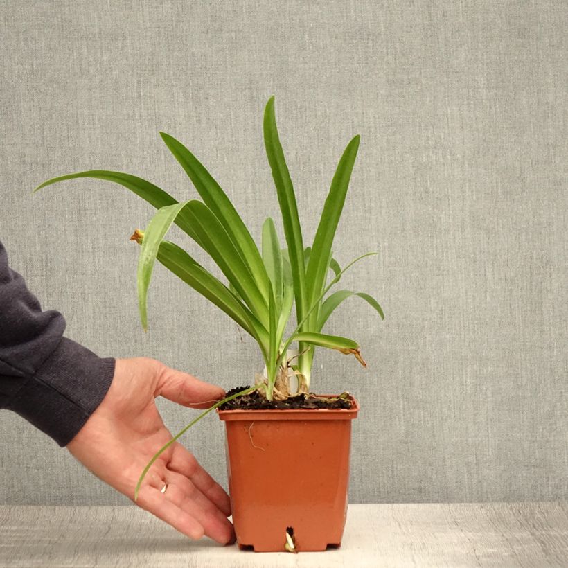 Exemplar von Agapanthus Enigma - Schmucklilie Topf mit 1L/1,5L wie im Sommer geliefert