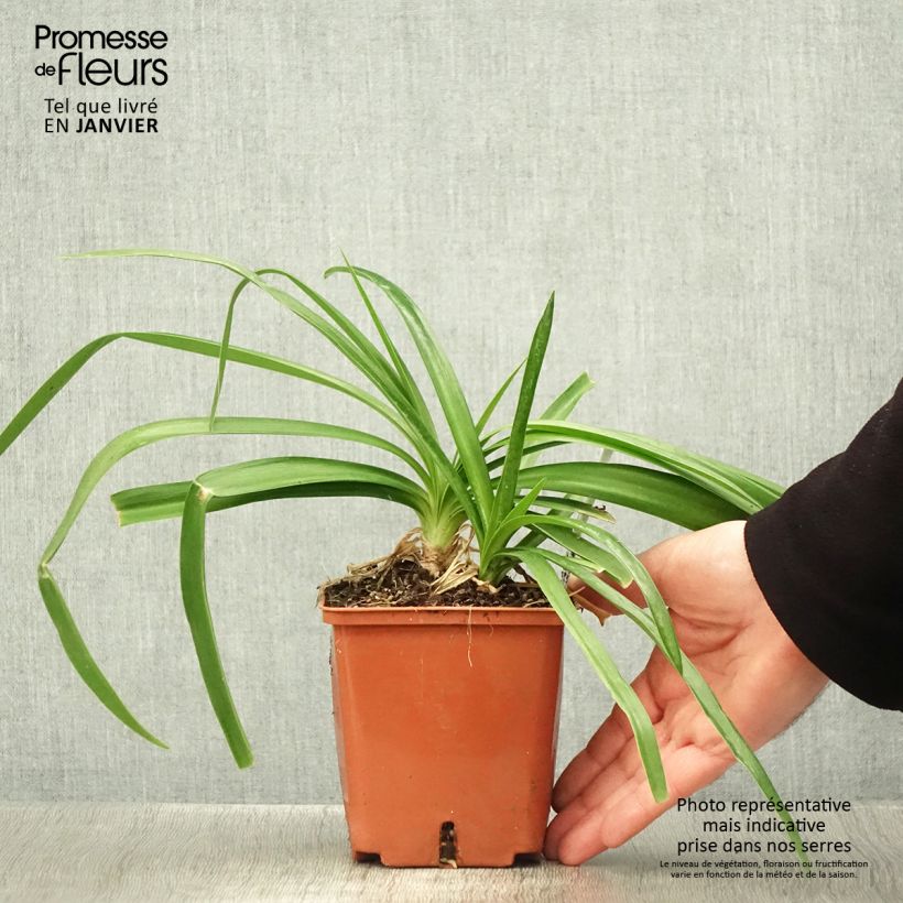 Exemplar von Agapanthus Enigma - Schmucklilie Topf mit 1L/1,5L wie im Winter geliefert