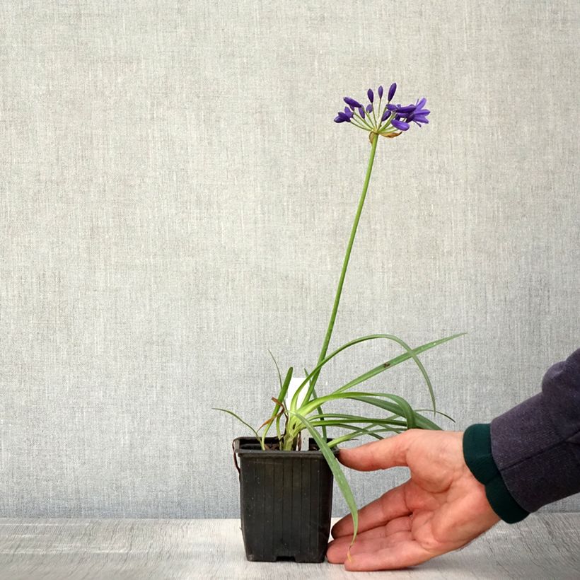 Exemplar von Agapanthus Flower of Love - Schmucklilie Kleine Töpfe von 8/9 cm wie im Herbst geliefert