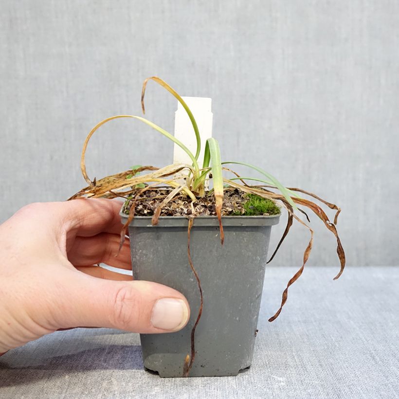 Exemplar von Agapanthus Flower of Love - Schmucklilie Kleine Töpfe von 8/9 cm wie im Winter geliefert