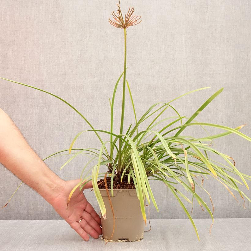 Exemplar von Agapanthus Glacier Stream - Schmucklilie Kleine Töpfe von 8/9 cm wie im Herbst geliefert